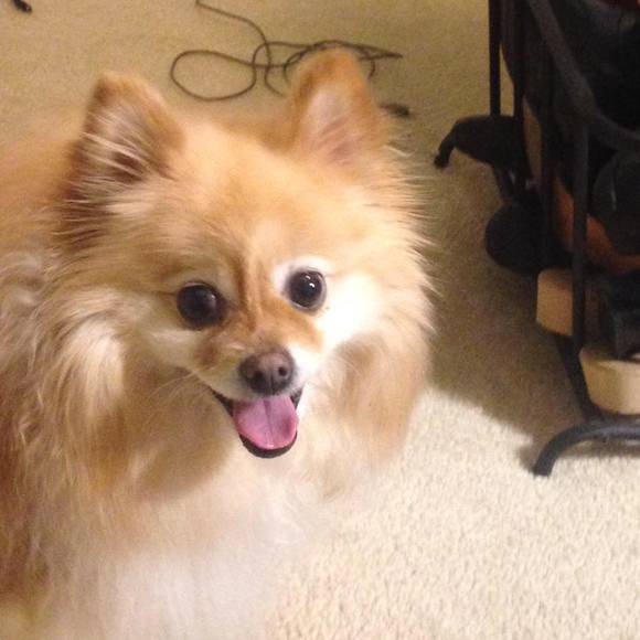 Meet your Posher, Jacqueline - Picture 1 of 1